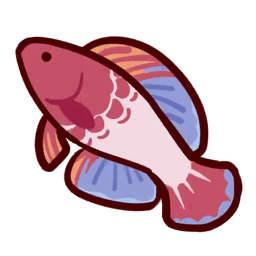 Rose-veiled Fairy Wrasse
